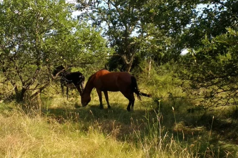 Your animals graze in the shade, small shrubs help to manage insects