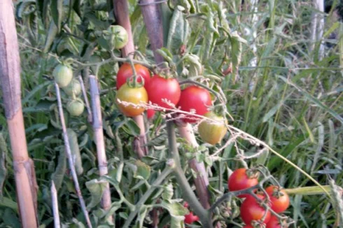 Biogardening your tomatoes, paprika's, aubergines, strawberries...