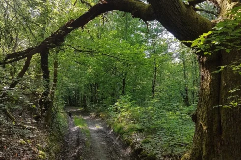 Woodland path near the house