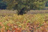 Vineyard, early Autumn