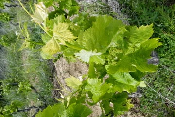 Vine with flowers