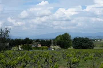 From the top vineyard