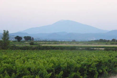 The Mont Ventoux from the vineyard