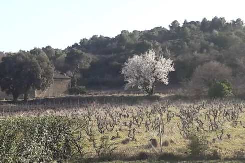 Vines in early Spring