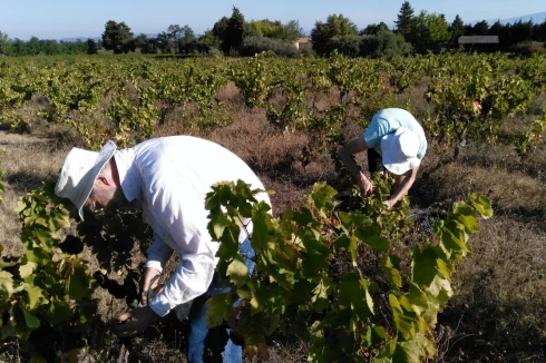 Harvesting grapes, upper vineyard