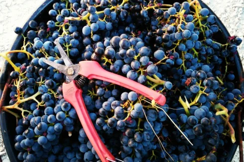 Grenaches, quality A+, upper vineyard