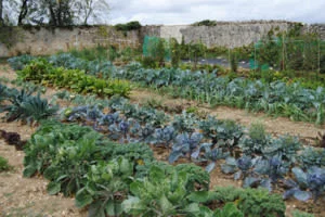 Veggie plot