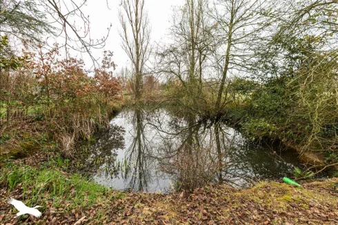 The pond has been home to a family of water hens for the last 5 years!