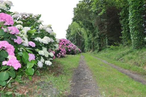 estate alley leading to woods